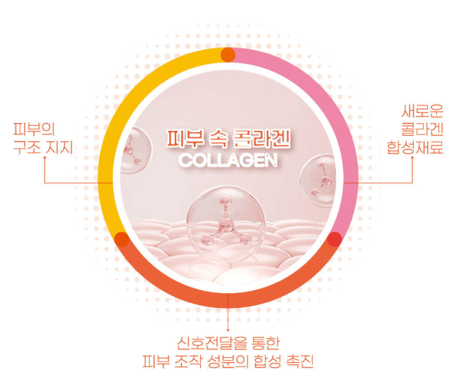 레티젠 피부 속 콜라겐과 피부 구조 성분 합성 촉진 안내